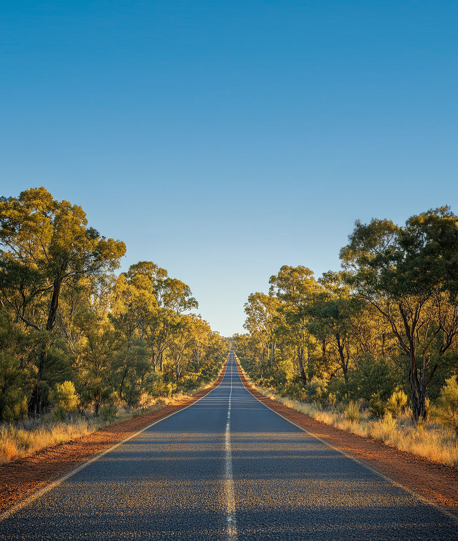 Road through trees